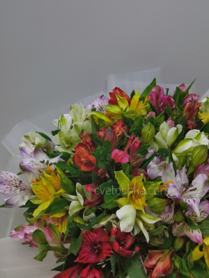 Акция! 25 мини альстромерий микс